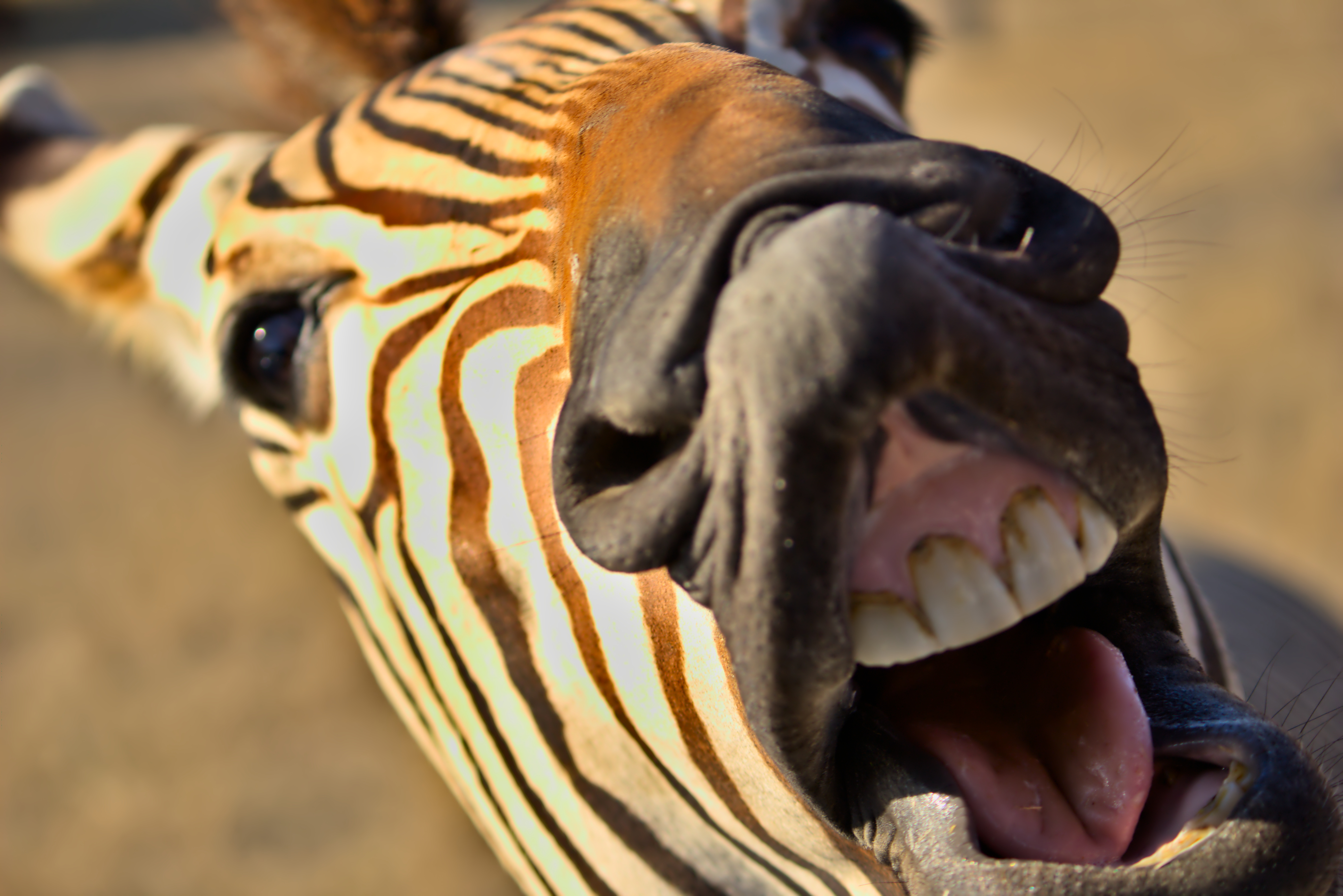 A picture of a zebra